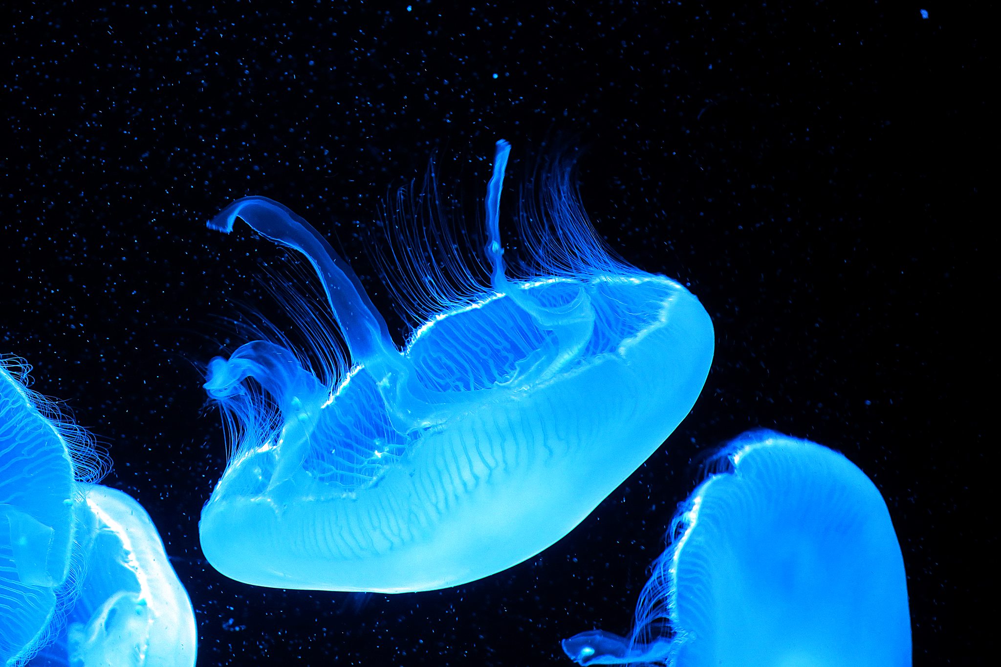 京都水族館