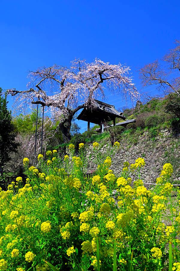 地蔵院（じぞういん）【井手町】