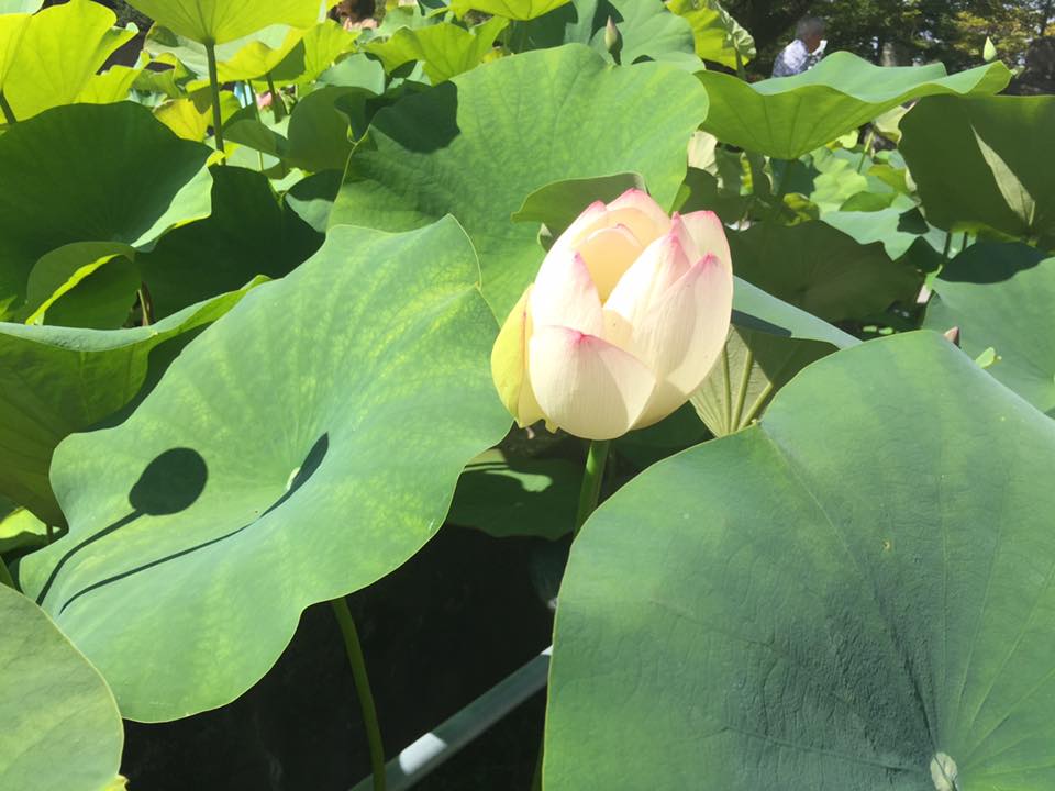 三室戸寺蓮園