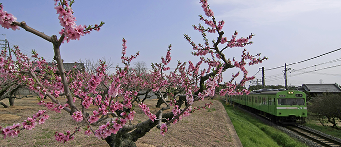 ＪＲ桃山駅近くの観光写真